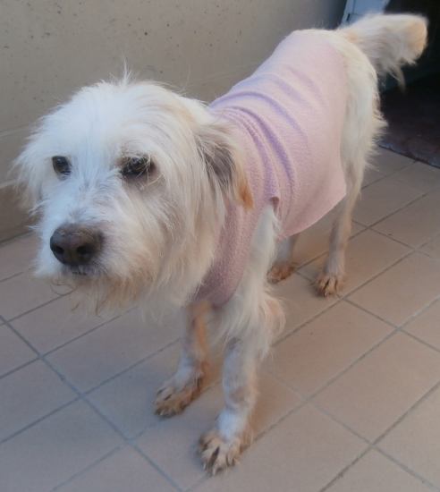 Lucino