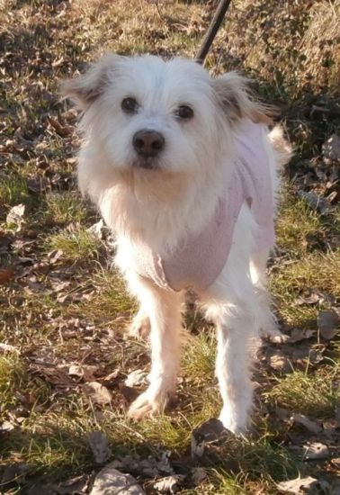 Lucino