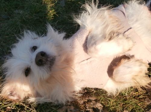 Lucino
