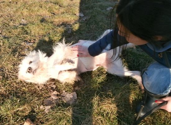 Lucino