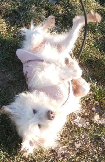 Lucino