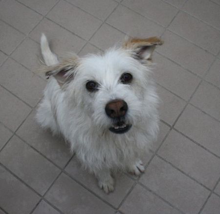 Lucino