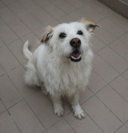Lucino