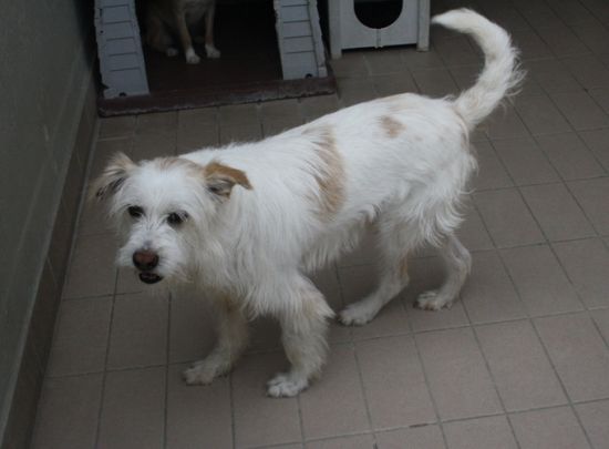 Lucino