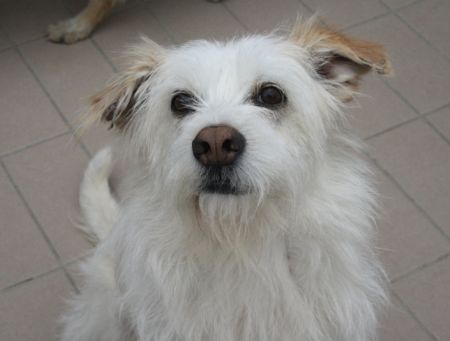 Lucino