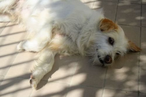 Lucino