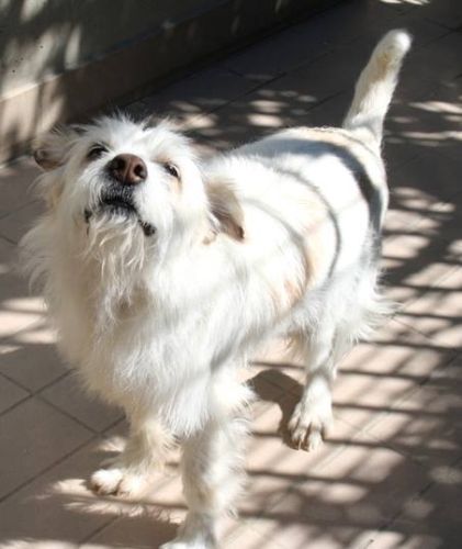 Lucino