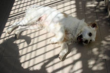Lucino