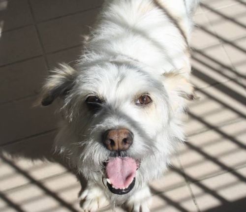Lucino