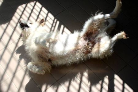 Lucino
