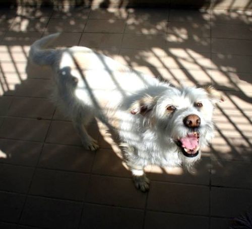Lucino