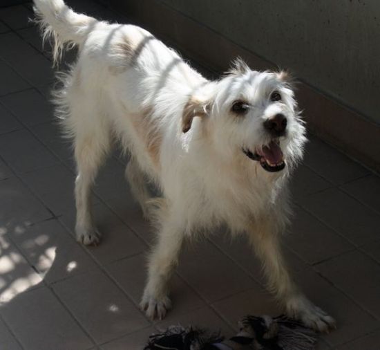 Lucino