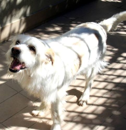 Lucino