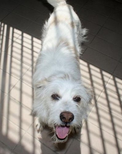 Lucino