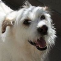 Lucino