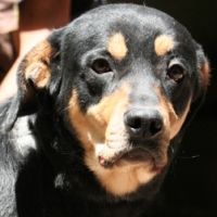 Milo