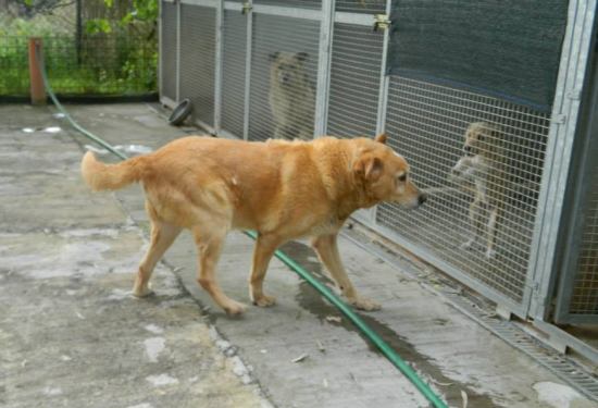 Orso