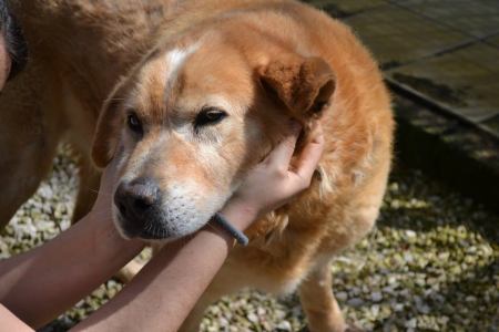 Orso