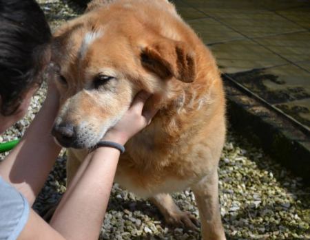 Orso