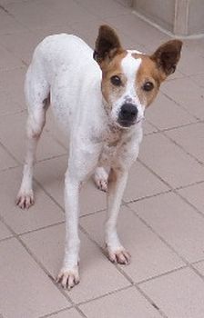 Pitufo