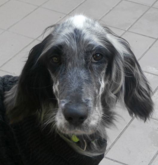 Rosita