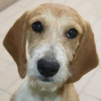 Alfred