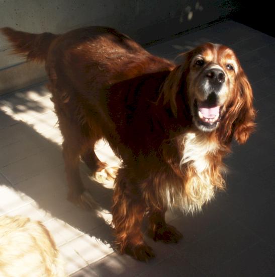 Bernard