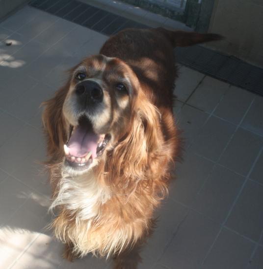 Bernard