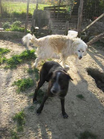 Ciccio