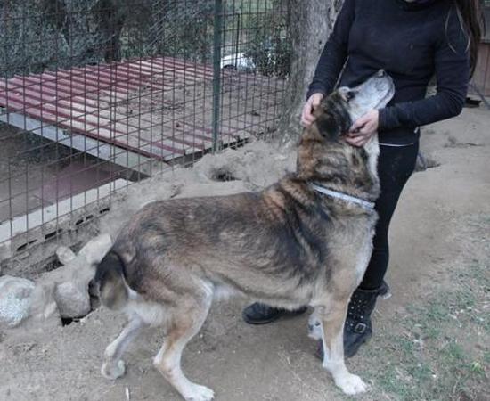 Golia