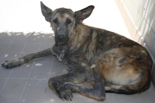 Kalisi