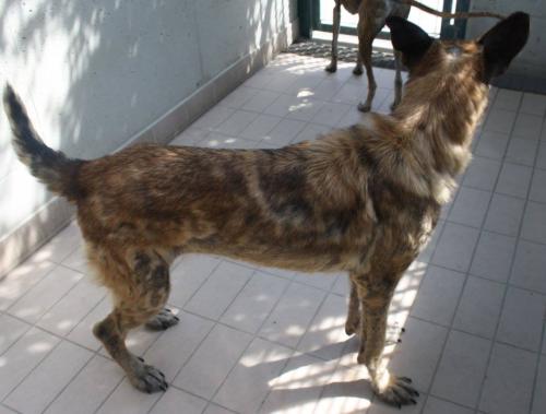Kalisi
