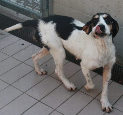 Lulù