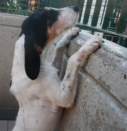 Lulù