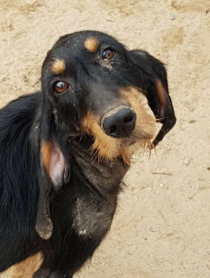 Macchia