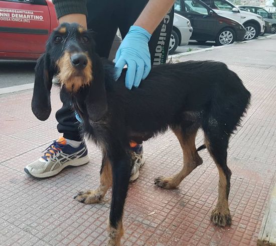 Macchia