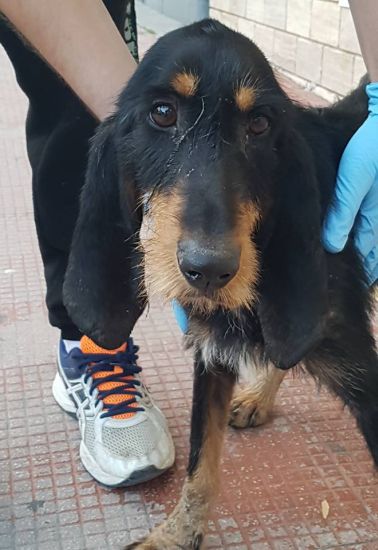 Macchia