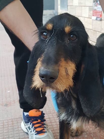 Macchia