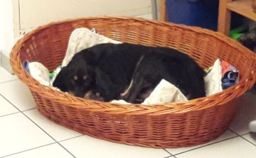 Macchia