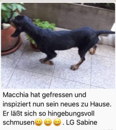 Macchia