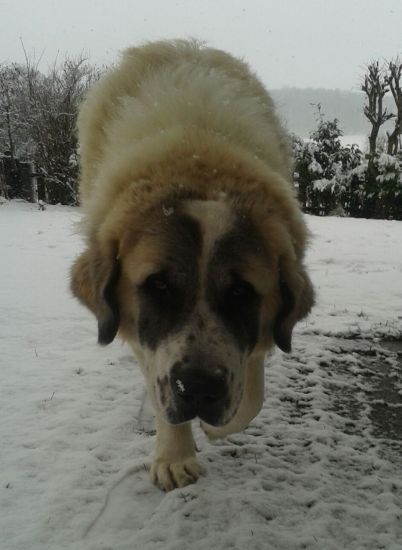 Nebbia
