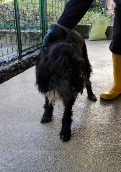 Nerone