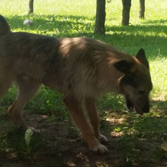 Tarzan