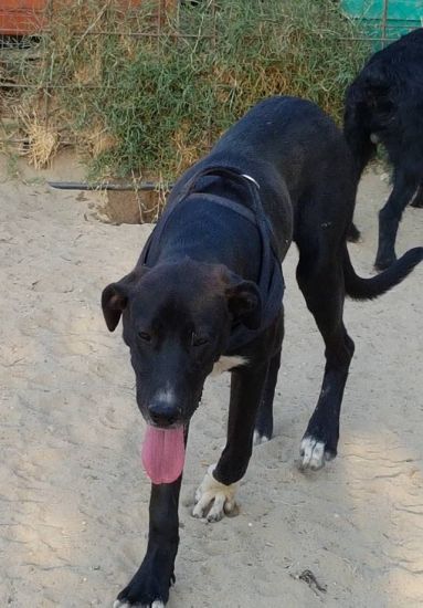 Tayson