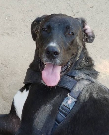 Tayson
