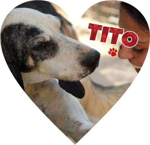 Tito