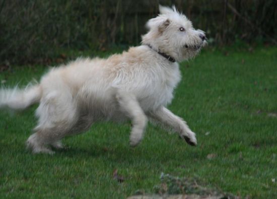 Tristan