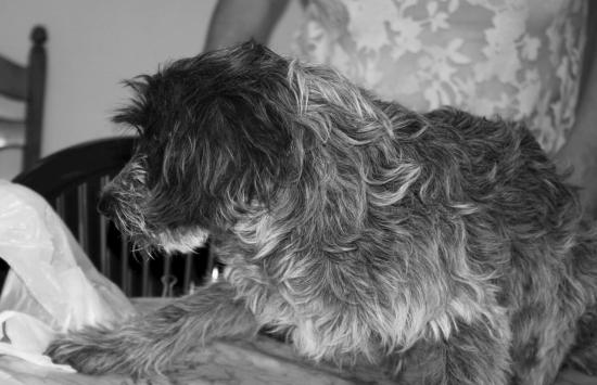Coockie