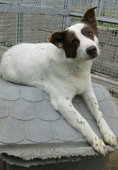 Dingo