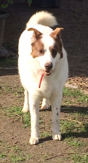 Dingo